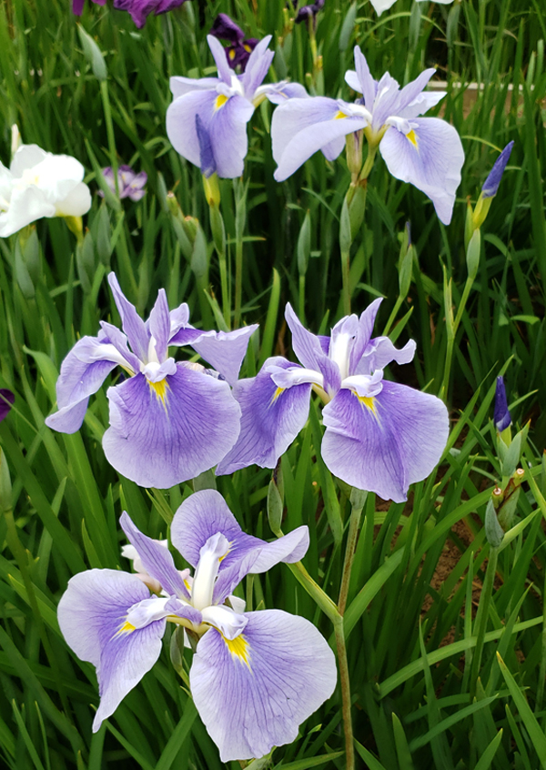 ６月６日（木）あやめ開花情報